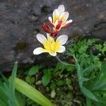 Sparaxis tricolor Virág