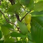 Carya glabra Fruit