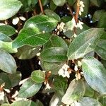 Elaeagnus macrophylla 葉