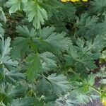 Corydalis nobilis Blatt