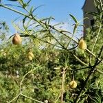 Euonymus verrucosus Fruit