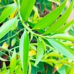 Nageia nagi Leaf