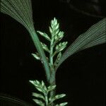 Corymborkis veratrifolia Kvet