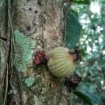 Plinia nicaraguensis Fruit