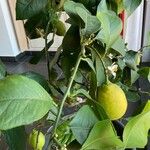 Citrus × limon Fruit