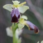 Ophrys lupercalis Mosusu