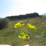 Euphorbia segetalis Цвят