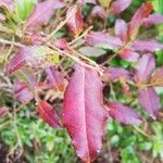 Vaccinium cylindraceum Hoja
