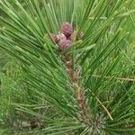 Pinus thunbergii Leaf