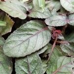 Strobilanthes reptans Leaf