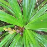 Pandanus purpurascens Hoja