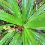 Pandanus purpurascens Blad