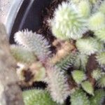 Delosperma echinatum List