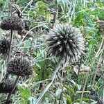 Echinops bannaticus Mbuma
