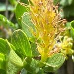 Salix retusa Floare