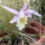 Pleione praecox Blomma