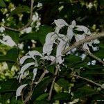 Oxera microcalyx Natur