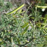 Cytisus spinosus Muu