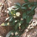 Panax trifolius Hábitos