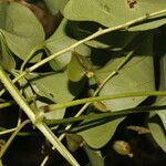 Dioscorea alata Fruit