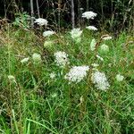 Daucus carota 花