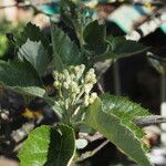 Karpatiosorbus latifolia പുഷ്പം