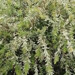 Salix integra Habit
