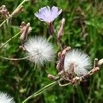 Lactuca tatarica Λουλούδι