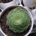 Aeonium tabulaeforme Лист