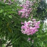 Lonchocarpus punctatus Floare