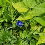 Commelina coelestis Õis