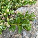 Salix pyrenaica Leaf