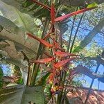 Heliconia collinsiana Kvet