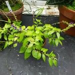 Scutellaria javanica Habitatea