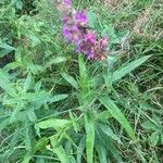 Lythrum salicaria Foglia