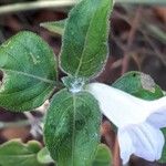 Ruellia humilis Лист