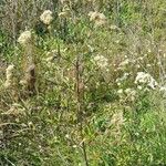 Austroeupatorium inulifolium Yeri