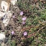 Limonium cordatum Λουλούδι