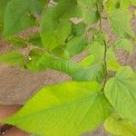 Guazuma ulmifolia 葉
