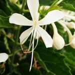 Clerodendrum indicum Kvet