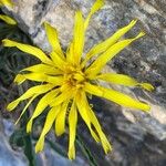 Scorzonera austriaca Flower
