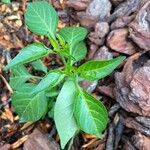 Capsicum annuum Ліст