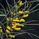 Acacia doratoxylon Flor