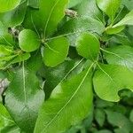 Gardenia ternifolia Leaf