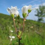 Saxifraga bulbifera Květ