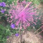Allium schubertii Fleur