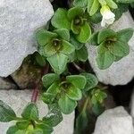 Arabis procurrens Leaf