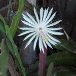 Epiphyllum hookeri ഇല