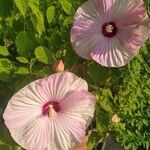 Hibiscus cannabinus Кветка