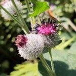 Arctium tomentosumÇiçek